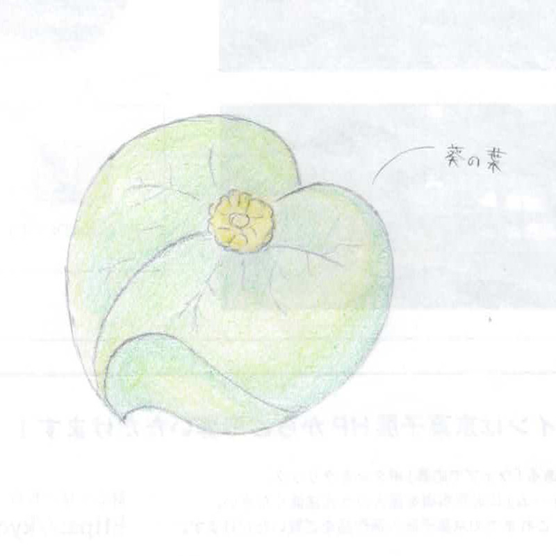 「菊添え葵」 作：久佐田 ひかる